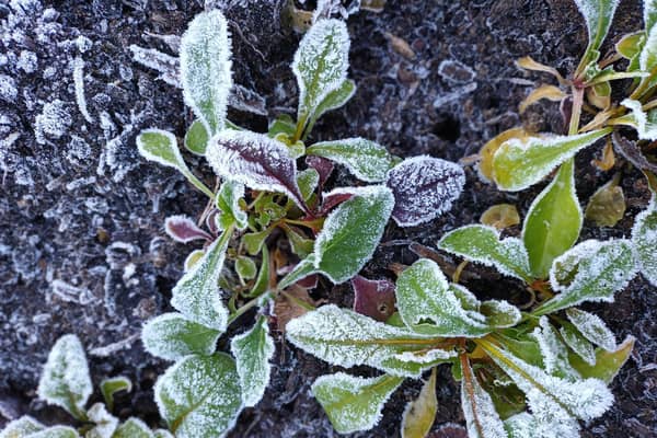 Frosty chard in the garden.