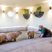 Keeper Caroline Luxon with some capybaras. Photos: John Aron Photography