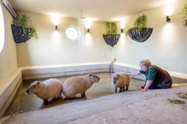Keeper Caroline Luxon with some capybaras. Photos: John Aron Photography