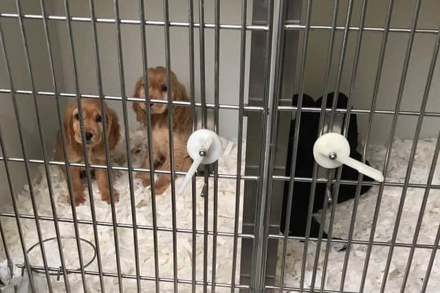 Puppies found during the RSPCA's visit. Photo supplied