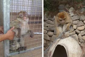 Dennis, left, and Aurora, pictured as they were found before being rescued. Aurora was left chained up in a garden in Spain, while smugglers attempted to take Dennis across the Serbian border.