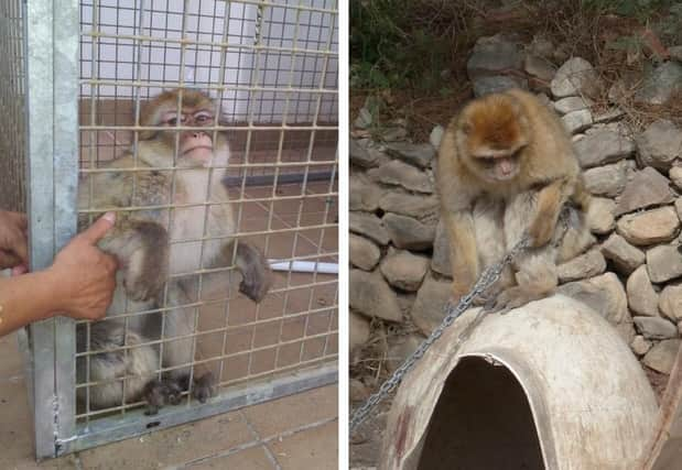 Dennis, left, and Aurora, pictured as they were found before being rescued. Aurora was left chained up in a garden in Spain, while smugglers attempted to take Dennis across the Serbian border.