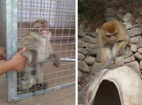 Dennis, left, and Aurora, pictured as they were found before being rescued. Aurora was left chained up in a garden in Spain, while smugglers attempted to take Dennis across the Serbian border.
