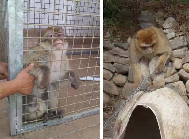 Dennis, left, and Aurora, pictured as they were found before being rescued. Aurora was left chained up in a garden in Spain, while smugglers attempted to take Dennis across the Serbian border.