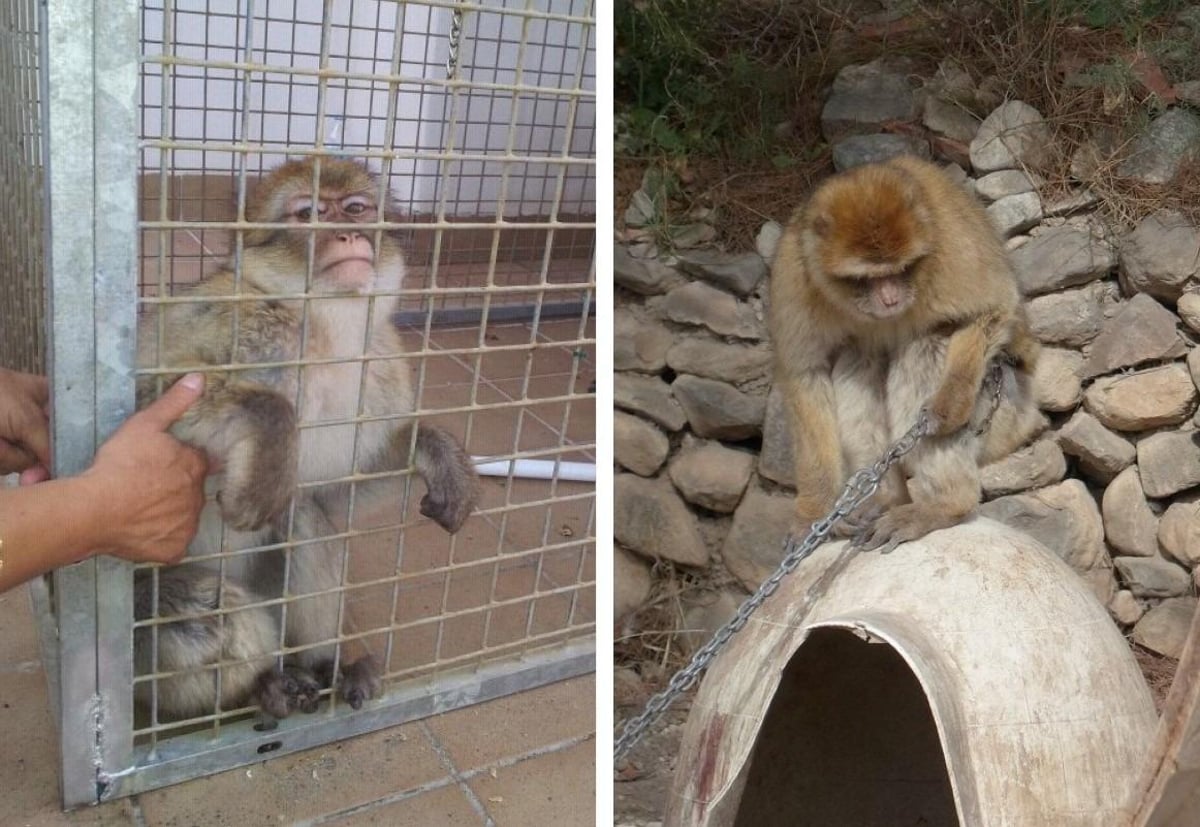 Monos con una historia triste para hacer un hogar feliz en Ark Wildlife Park cerca de Boston