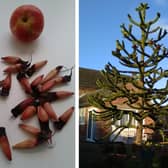 Some monkey puzzle tree seeds and an example of a tree itself.