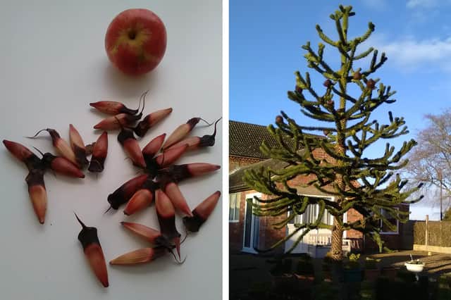 Some monkey puzzle tree seeds and an example of a tree itself.