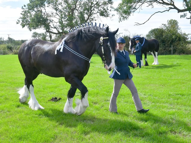 Shire horse judging added to the traditional feel of the show.