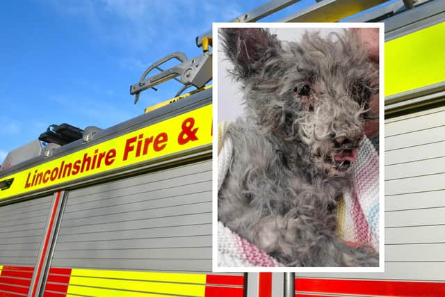 Lottie pictured with her blackened fur shortly after her rescue by Lincs Fire and Rescue.