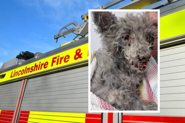 Lottie pictured with her blackened fur shortly after her rescue by Lincs Fire and Rescue.