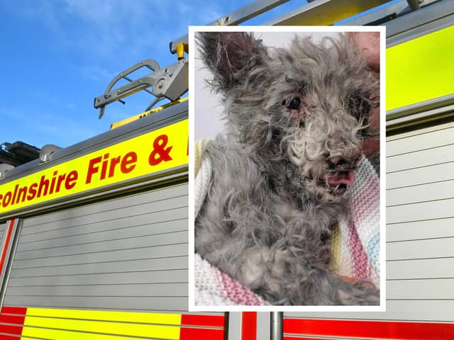 Lottie pictured with her blackened fur shortly after her rescue by Lincs Fire and Rescue.