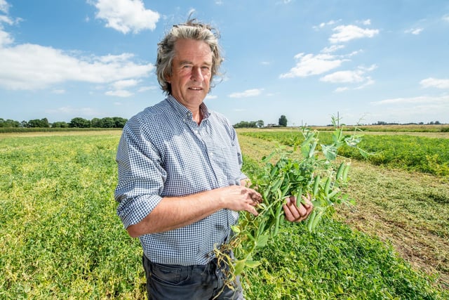 Stephen Francis, managing director of Fen Peas, in one of his 200 fields across the county.