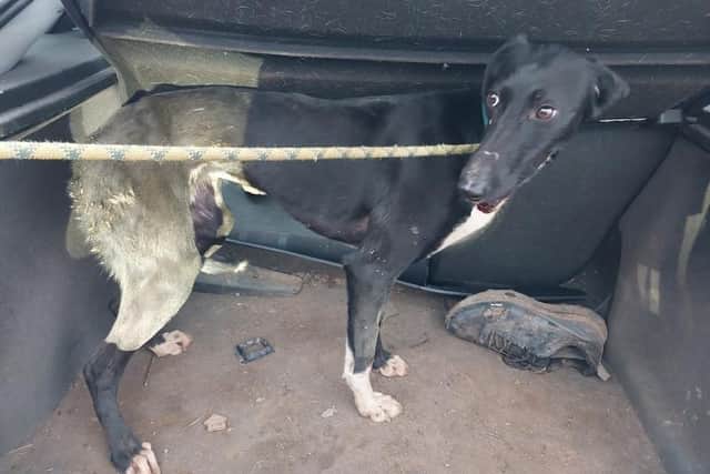 The black dog in the boot of a car. The injury to the dog cannot be seen.