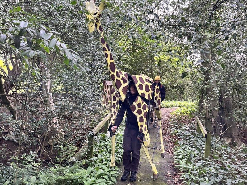 Zarafa negotiating low-hanging trees!