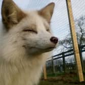 Lana, the white fox.