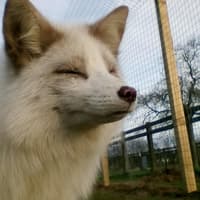 Exotic animal sanctuary near Boston celebrates 'huge' 10th anniversary milestone with admission price cut for rest of 2026