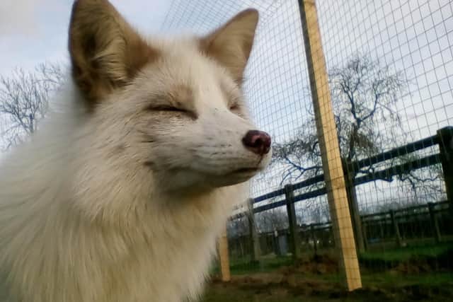 Lana, the white fox.