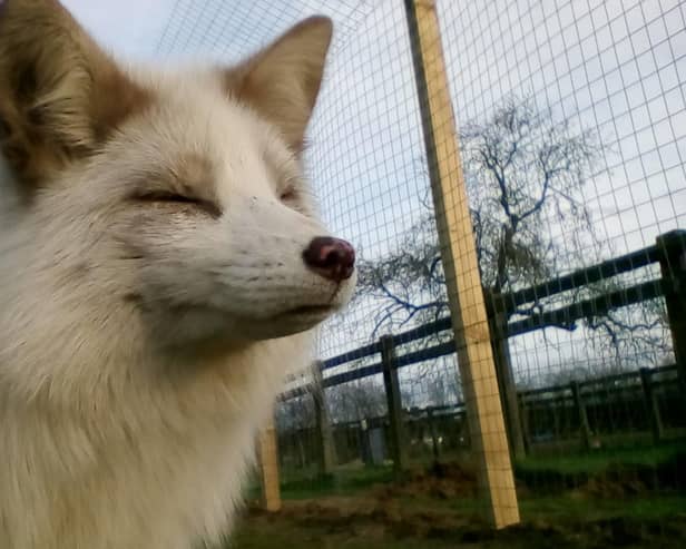 Lana, the white fox.