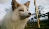 Lana, the white fox.