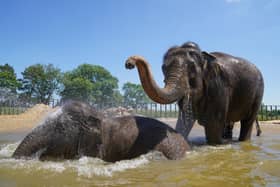 Do elephants like human visitors at the zoo?