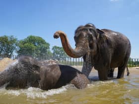 Do elephants like human visitors at the zoo?