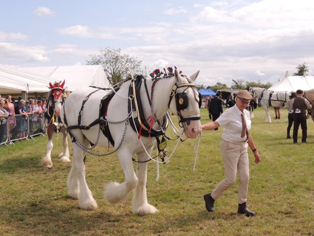 Heavy horse judging.