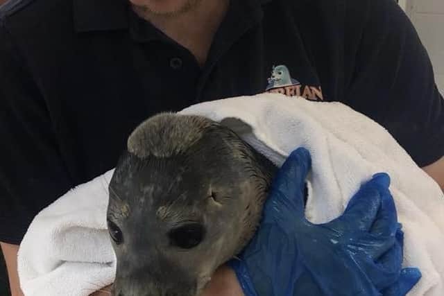 Director Matt Yeadon with a seal wrapped a towel.