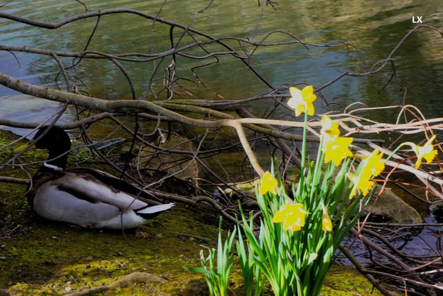 This delightful shot of a mallard among the daffodils at Tickhill Millpond was snapped by Lynda Blackshaw.