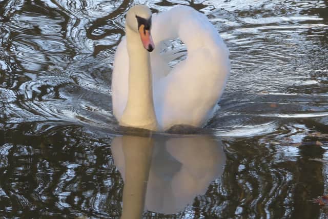 ​Here’s a lovely reflective shot by David Hodgkinson of a swan gliding along the canal at Eastwood.