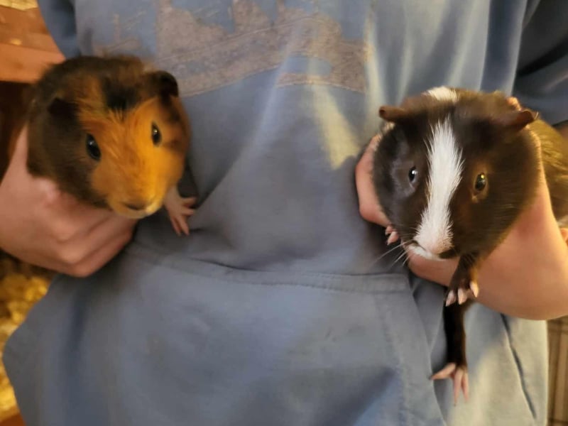 Bandit and Saturn are two Guinea pigs who were surrendered to the Ark alongside six others. They are described as lovely boys who enjoy their vegetables.