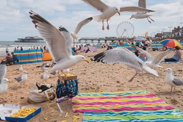 Under the proposed scheme, anyone feeding seagulls could be issued with a £5 on-the-spot “avian interaction fee”. Photo: A-pril I
