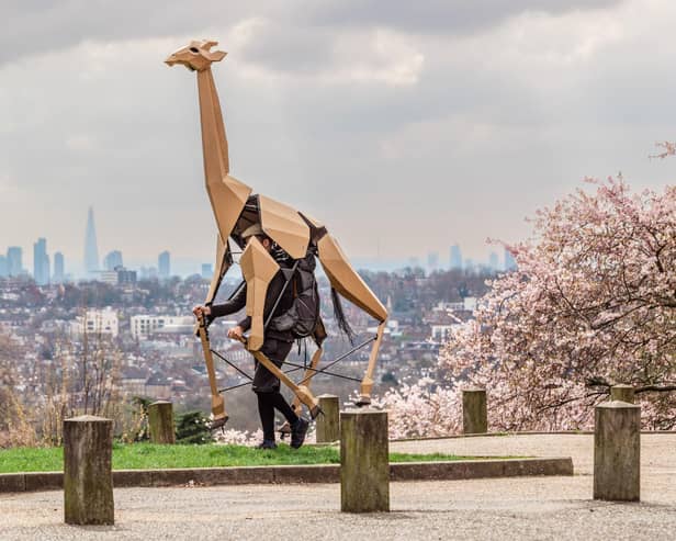 Sebastian Mayer with his cardboard giraffe Zarafa. Photo: Dan Tsantilis