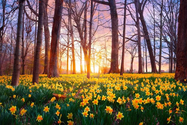Daffodils in bloom