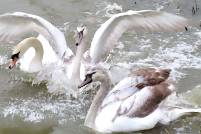 Eastwood's David Hodgkinson spotted this swan making a splashdown recently.