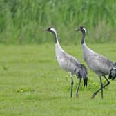 A pair of Common Crane at Lakenheath Fen RSPB reserve, Suffolk Photo: Andy Hay (rspb-images.com)