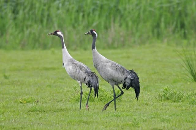 A pair of Common Crane at Lakenheath Fen RSPB reserve, Suffolk Photo: Andy Hay (rspb-images.com)
