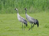 A pair of Common Crane at Lakenheath Fen RSPB reserve, Suffolk Photo: Andy Hay (rspb-images.com)