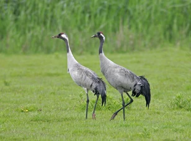 A pair of Common Crane at Lakenheath Fen RSPB reserve, Suffolk Photo: Andy Hay (rspb-images.com)