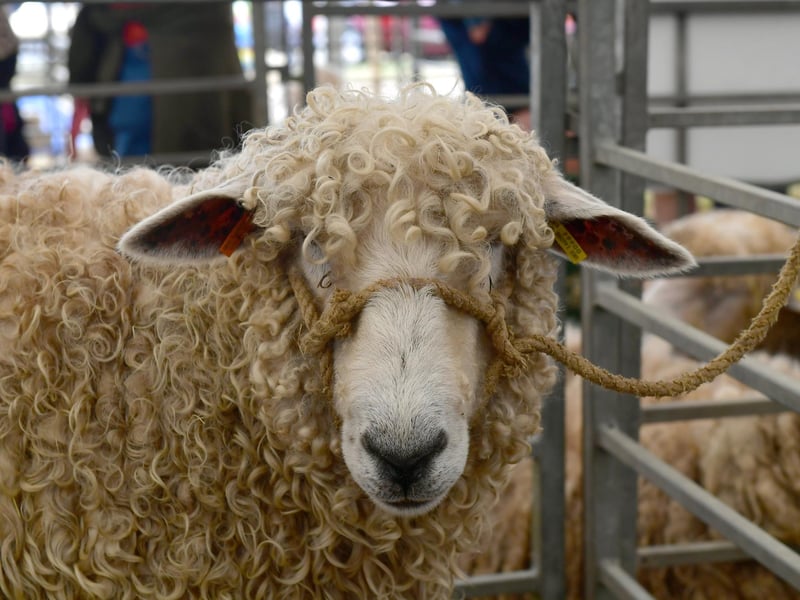 Sheep in the livestock tents.