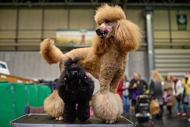 The Poodle is an exceptionally smart breed that excels in all kinds of dog sport activities. The breed comes in three size varieties, which may contribute to why Poodle is one of the most popular breeds. The Poodle can accommodate nearly any size living quarters. Their nearly hypoallergenic coat may reduce allergic reactions, but requires grooming knowledge to keep maintained.