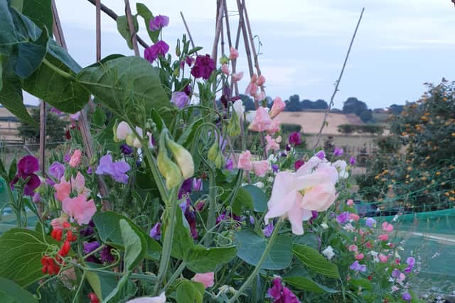 A selection of the flowers at The Spotted Dog Flower Co in Blyton