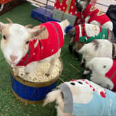 Adorable farm animals dressed in Christmas jumpers were at Marshall's Yard