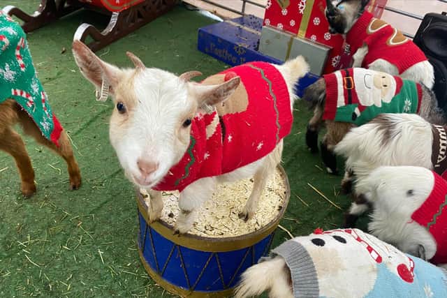 Adorable farm animals dressed in Christmas jumpers were at Marshall's Yard