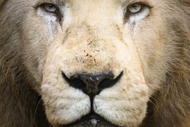 Families can still have a roaring good time at Lincolnshire Wildlife Park this February.