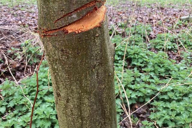 An example of the latest damage done at Witham Way Country Park, Boston. Picture: Boston Borough Council