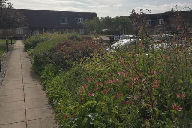 Rose bushes have been planted in memory of a popular member of staff