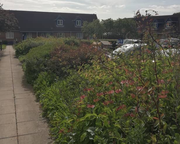 Rose bushes have been planted in memory of a popular member of staff