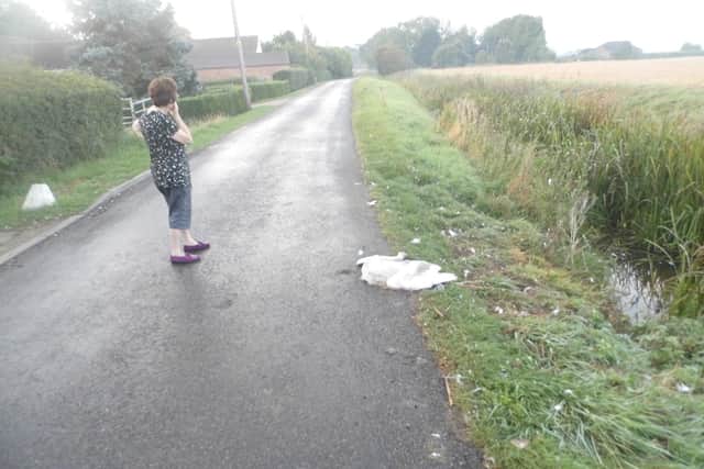 The upsetting sight of another swan flattened on Croft Lane.