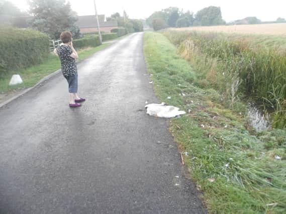 The upsetting sight of another swan flattened on Croft Lane.