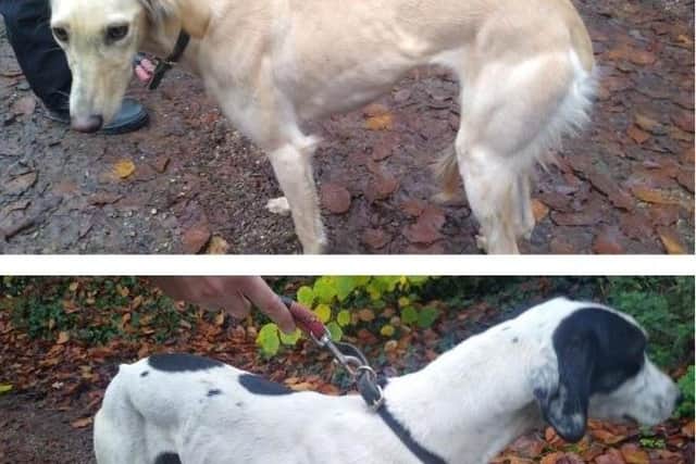 Two of the dogs seized by police. They have been rehomed. Photo: Lincs Police